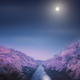 Cherry trees lining a river, the Moon glowing above.
